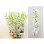 Delphinium Kukekannus Mag Fountains White 80cm
