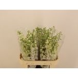 Delphinium Kukekannus Mag Fountains White 80cm