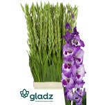 Gladiolus Gladiool Vista 120-130cm
