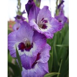 Gladiolus Gladiool Vista