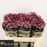 Kobarroos 70cm Space Blossoms