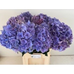 Hydrangea Hortensia Royal Breeze Blue 80cm*5