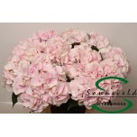 Hydrangea Hortensia Roy Bliss 75cm*5