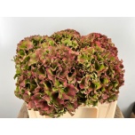 Hydrangea Hortensia Ro Bree Classic 50cm*5