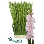 Gladiolus Gladiool Jarama