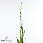 Gladiolus Gladiool Puravida