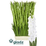 Gladiolus Gladiool Puravida