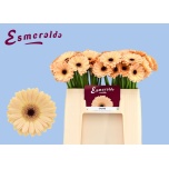 Gerbera MINI Cairo*20
