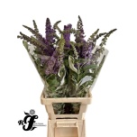 Buddleja davidii mix 80cm