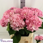 Hydrangea Hortensia My Beautiful Heaven 75cm*5