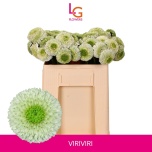 Gerbera MB Viriviri*20