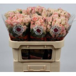 Kobarroos 70cm Spark Bubbles