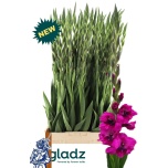 Gladiolus Gladiool Aurora