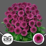 Chrysanthemum Krüsanteem SP Pomavera*5