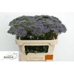 Trachelium Corine Blue 70cm