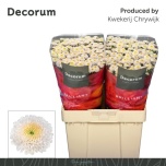 Chrysanthemum Krüsanteem SANTINI Paletti*25