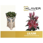 Lilium Liilia OR DU Dutch Kiss 70cm