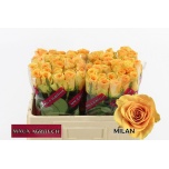 Roos 50cm Milan