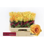 Roos 60cm Milan
