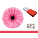 Gerbera GR Tyler*25