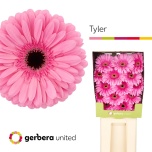 Gerbera GR Tyler*15