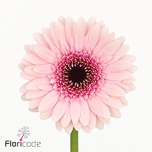 Gerbera MINI Prada*20