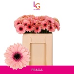Gerbera MINI Prada*20