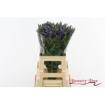 Veronica Skyler Spl Blue 65cm