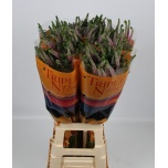 Veronica Skyler Spl Pink 80cm