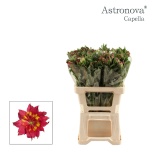 Alstroemeria Inkaliilia astronova capella 60cm