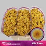 Chrysanthemum Krüsanteem SANTINI Miller Orange*25