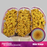 Chrysanthemum Krüsanteem SANTINI Miller Orange*25
