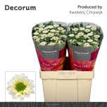 Chrysanthemum Krüsanteem SANTINI Fabiani White*25