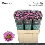 Chrysanthemum Krüsanteem SANTINI Fabiani Pink*25