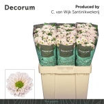 Chrysanthemum Krüsanteem SANTINI Fabiani Pearl*25