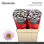 Chrysanthemum Krüsanteem SANTINI Fabiani Pearl*25