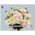 Dahlia Daalia pink delight 60cm