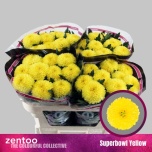 Chrysanthemum Krüsanteem BL Superbowl Yellow*10