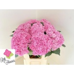 Hydrangea Hortensia Rose Pink Highness 60cm*5