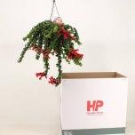Aeschynanthus Punahuul Bluster 15cm