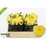 Roos 50cm Lemon Strike