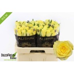 Roos 60cm Lemon Strike