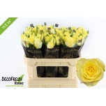 Roos 70cm Lemon Strike
