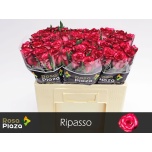 Roos 50cm Ripasso