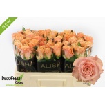 Roos 50cm Miss Jackie