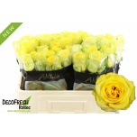 Roos 50cm Gold Play