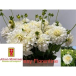 Dahlia Glossy Florentina 60cm