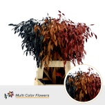Chasmanthium Haikhein paint mix 70cm