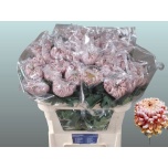 Chrysanthemum Krüsanteem BL Vienna Salmon 140g*10