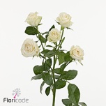 Kobarroos 50cm Snowdrift